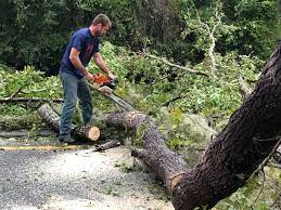 Best Storm Damage Tree Cleanup  in Lansdowne, VA