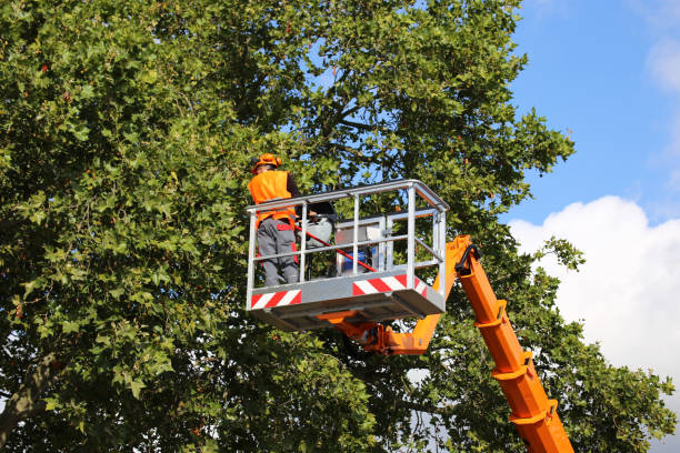 Professional Tree Care Services in Lansdowne, VA