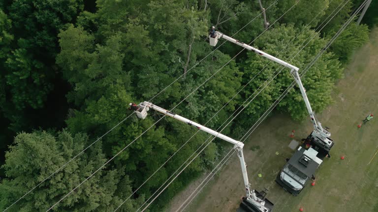 Best Hazardous Tree Removal  in Lansdowne, VA