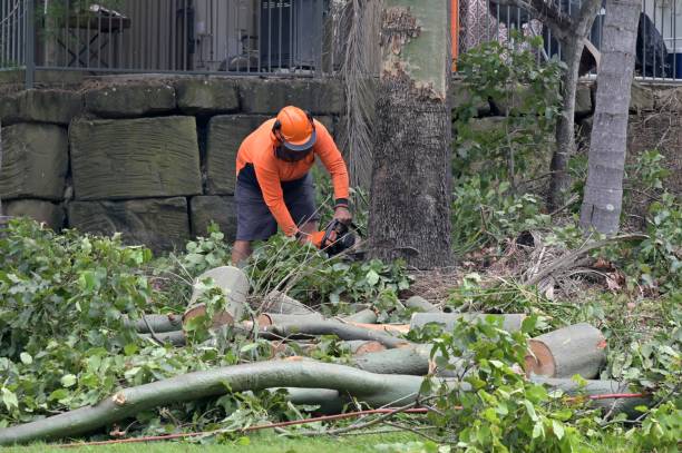 Best Arborist Consultation Services  in Lansdowne, VA