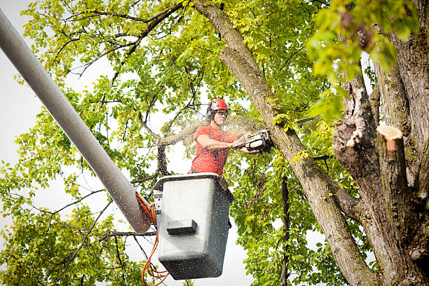 Best Tree Maintenance Programs  in Lansdowne, VA